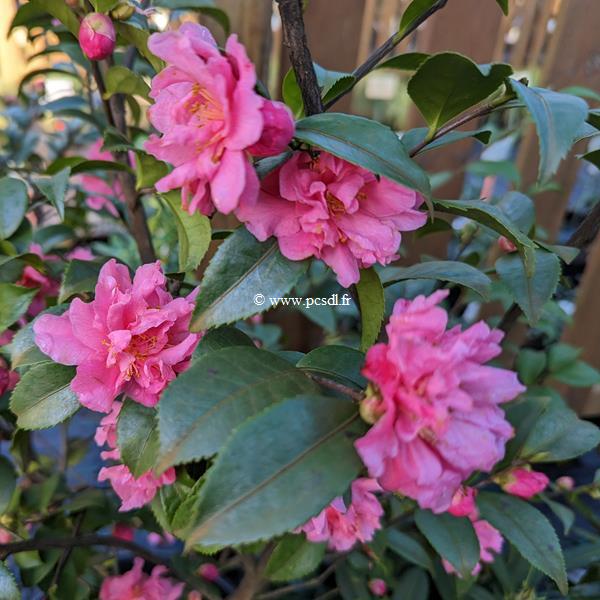 Camellia x Fragrant Pink (4)