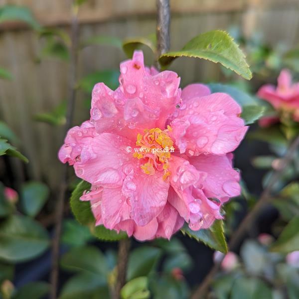 Camellia x Fragrant Pink