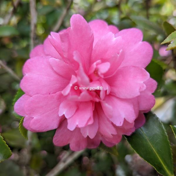 camellia sasanqua Caroline (2)
