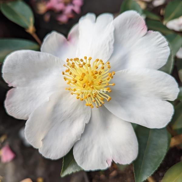 Camellia sasanqua Janell (2)