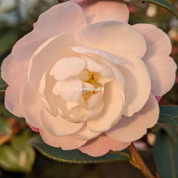Camellia sasanqua Sayaka