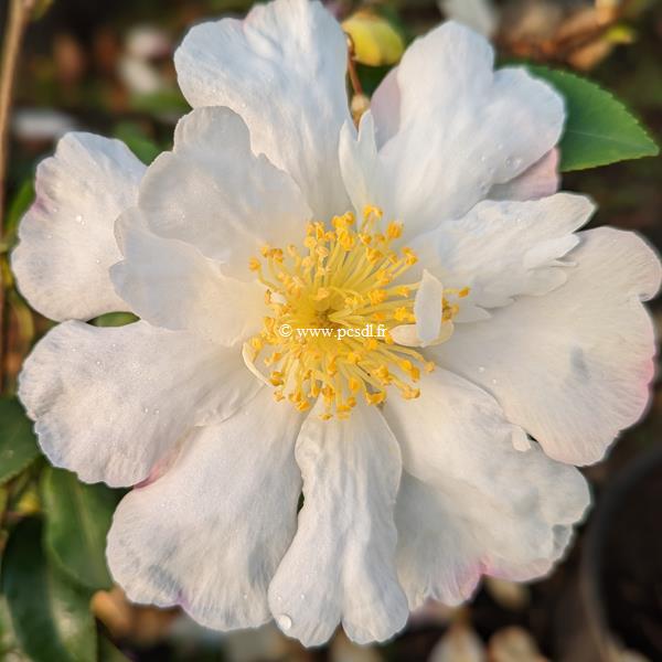 Camellia sasanqua Vanessa