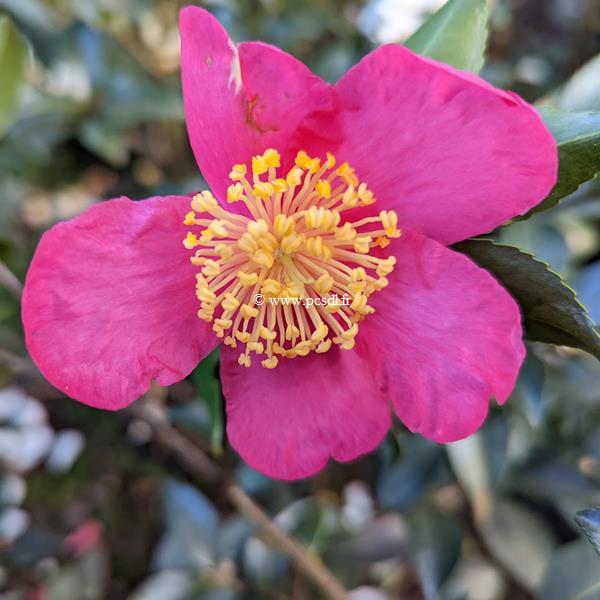 camellia sasanqua Vicomte de Noailles (1)