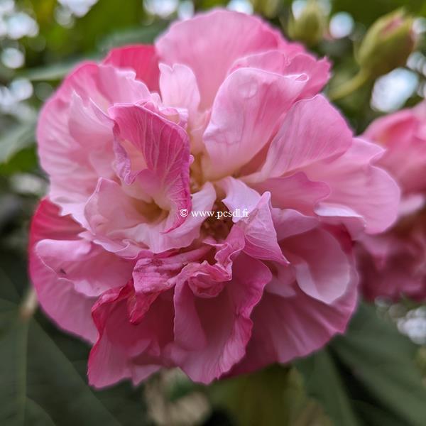 Hibiscus mutabilis Wallis (2)