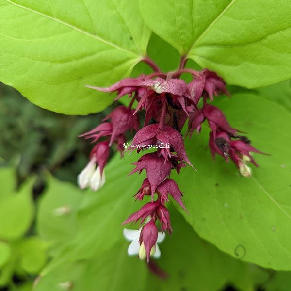 Leycesteria formosa Little Lanterns (1)