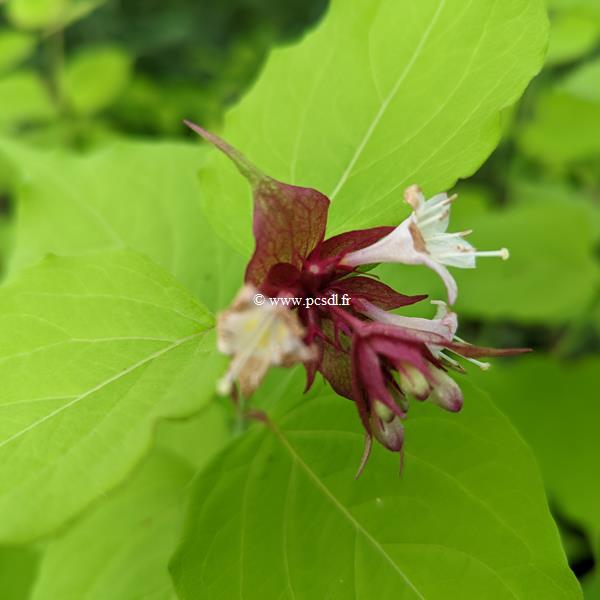 Leycesteria formosa Little Lanterns (3)