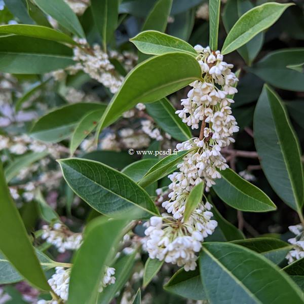 Osmanthus macrophyllus (1)