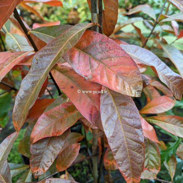 Quercus imbricaria (1)