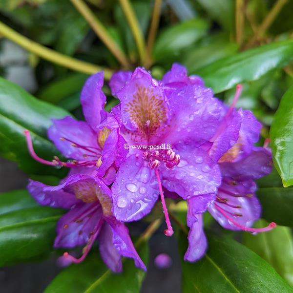 Rhododendron Marcel Ménard (2)