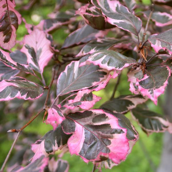 Fagus sylvatica Tricolor (4)