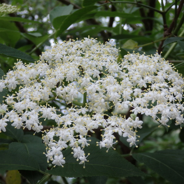 Sambucus nigra Haidegg 17 (1)