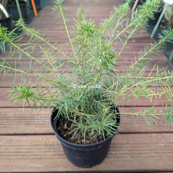 Grevillea gracilis Alba