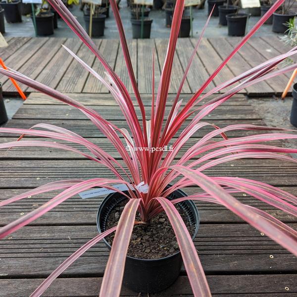 Cordyline banksii Cherry Sensation