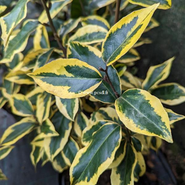 Elaeagnus ebbingei Viveleg (1)