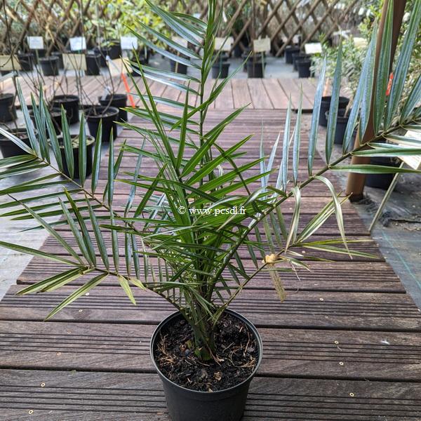 Phoenix canariensis
