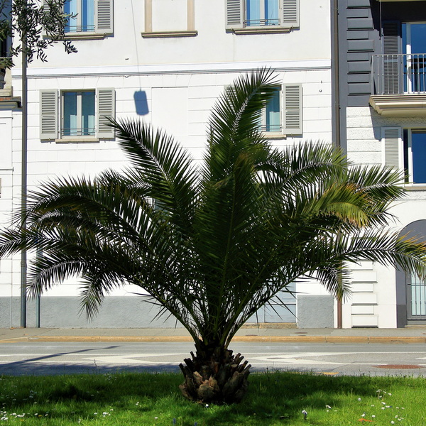 Phoenix canariensis (2)