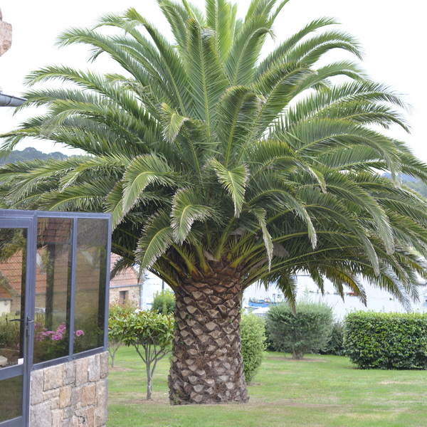 Phoenix canariensis (1)