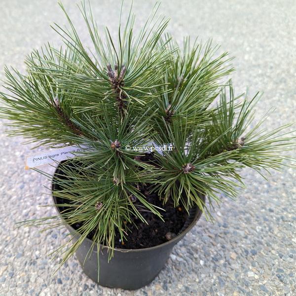 Pinus nigra Pierrick Brégeon