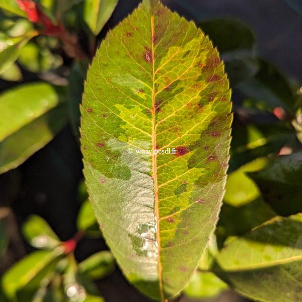 Photinia fraseri Red Light (2)