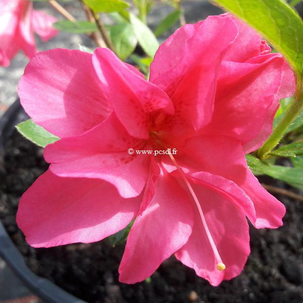 Rhododendron Pink Queen (2)