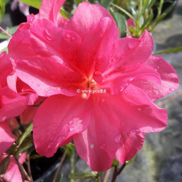Rhododendron Pink Queen (3)