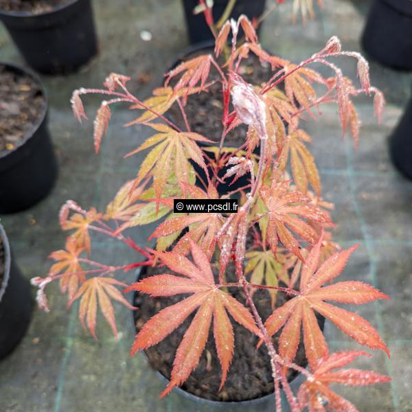 Acer palmatum Nicholsonii (4)