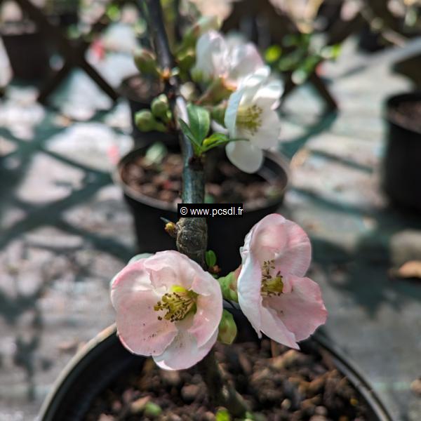 Chaenomeles Toyo Nishiki (2)