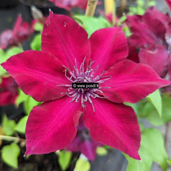 Clematis Boulevard Nubia (5)