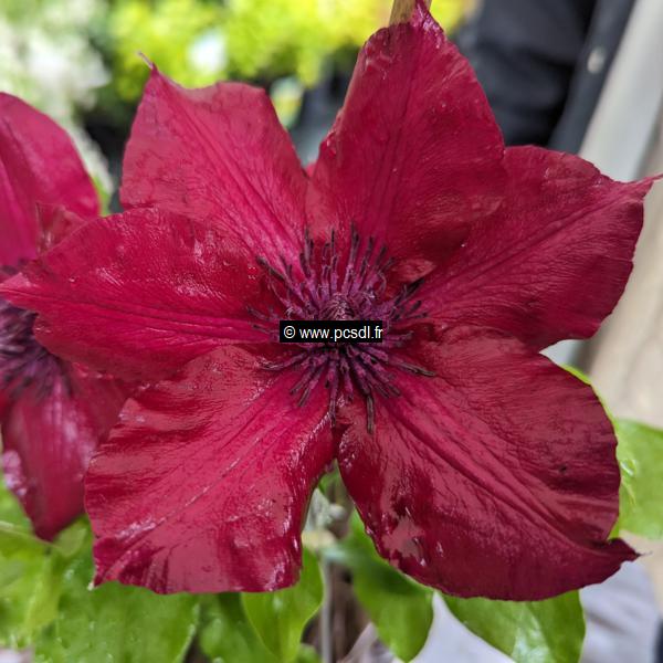 Clematis Boulevard Nubia (2)