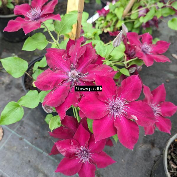 Clematis Boulevard Nubia (4)