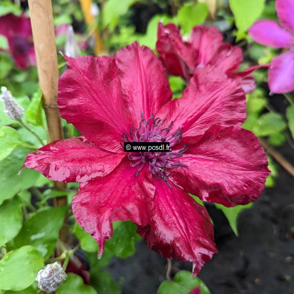 Clematis Boulevard Nubia (3)