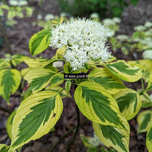 Cornus alternifolia Golden Shadow