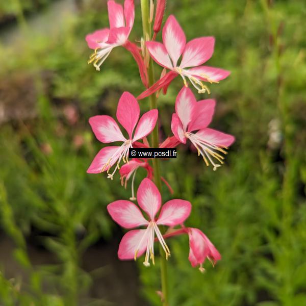 Gaura lindheimeri Rosy Jane (2)