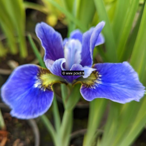 Iris sibirica