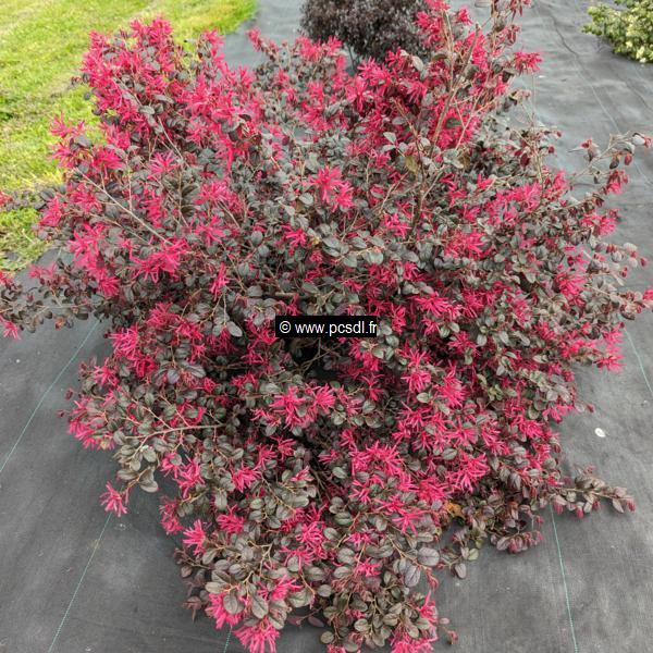 Loropetalum chinense rubrum Ever Red