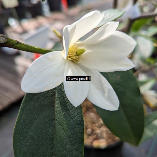 Magnolia Fairy White (2)