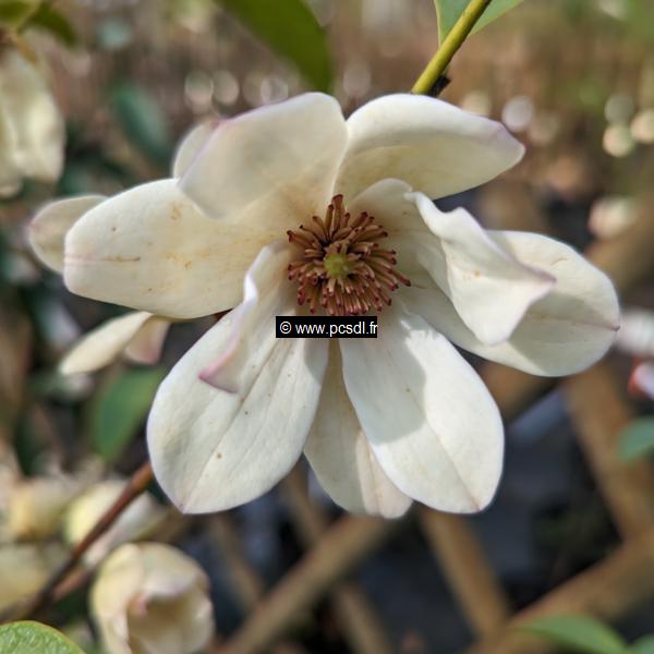 Magnolia Fairy Cream (1)
