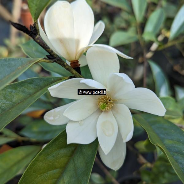 Magnolia Fairy Cream (2)