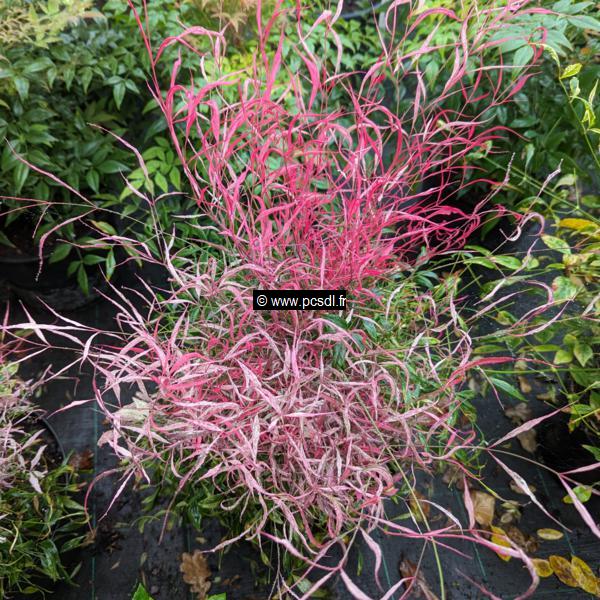 Nandina domestica Pink Filament (1)