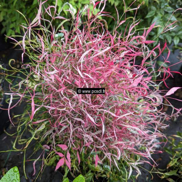 Nandina domestica Pink Filament (2)