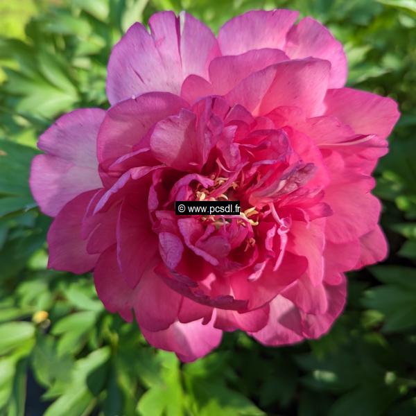 Paeonia itoh Hillary (2)