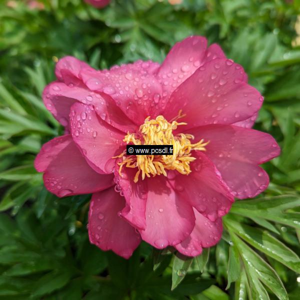Paeonia itoh Julia Rose (2)