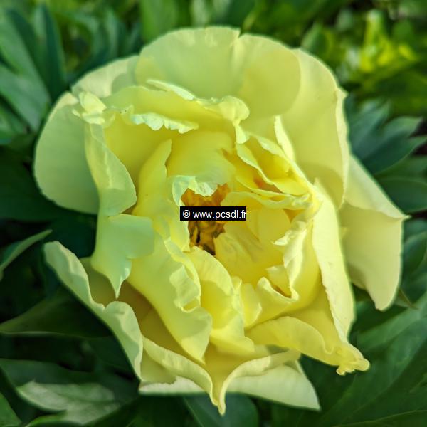 Paeonia itoh Bartzella