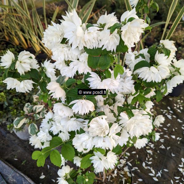 Philadelphus Pearls of Perfume