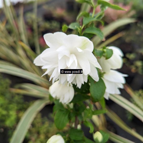 Philadelphus Pearls of Perfume (3)