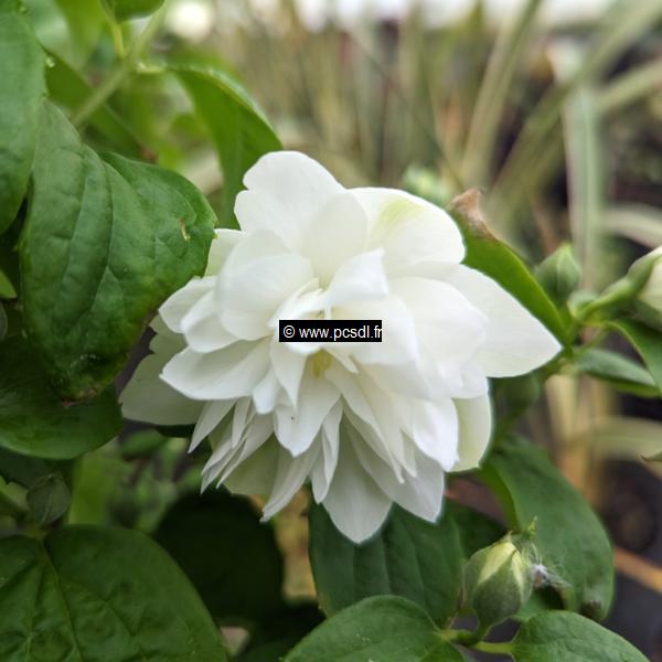 Philadelphus Pearls of Perfume (2)