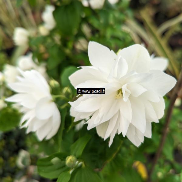 Philadelphus Pearls of Perfume (5)