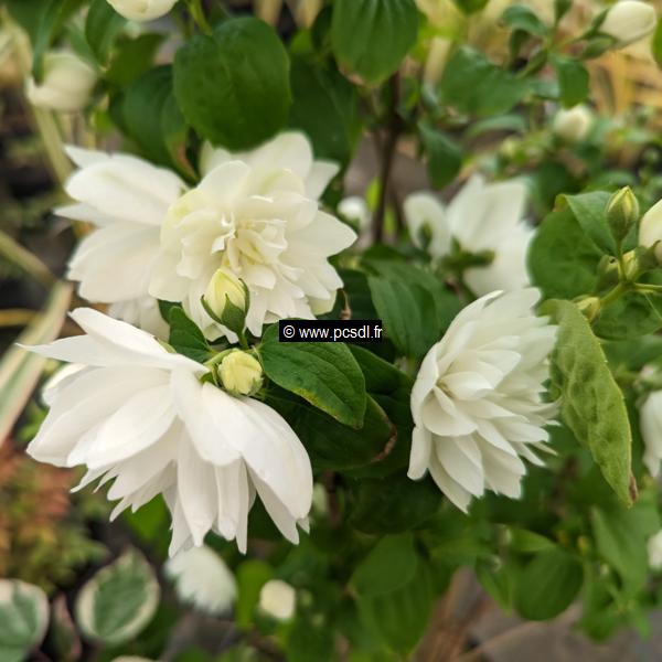 Philadelphus Pearls of Perfume (4)