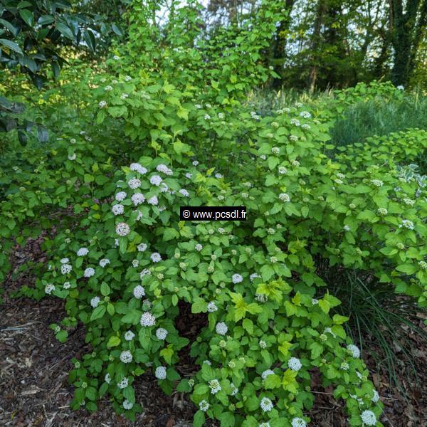 Physocarpus opulifolius Angel Gold