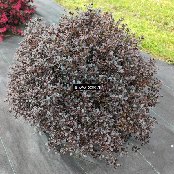 Pittosporum tenuifolium Tom Thumb